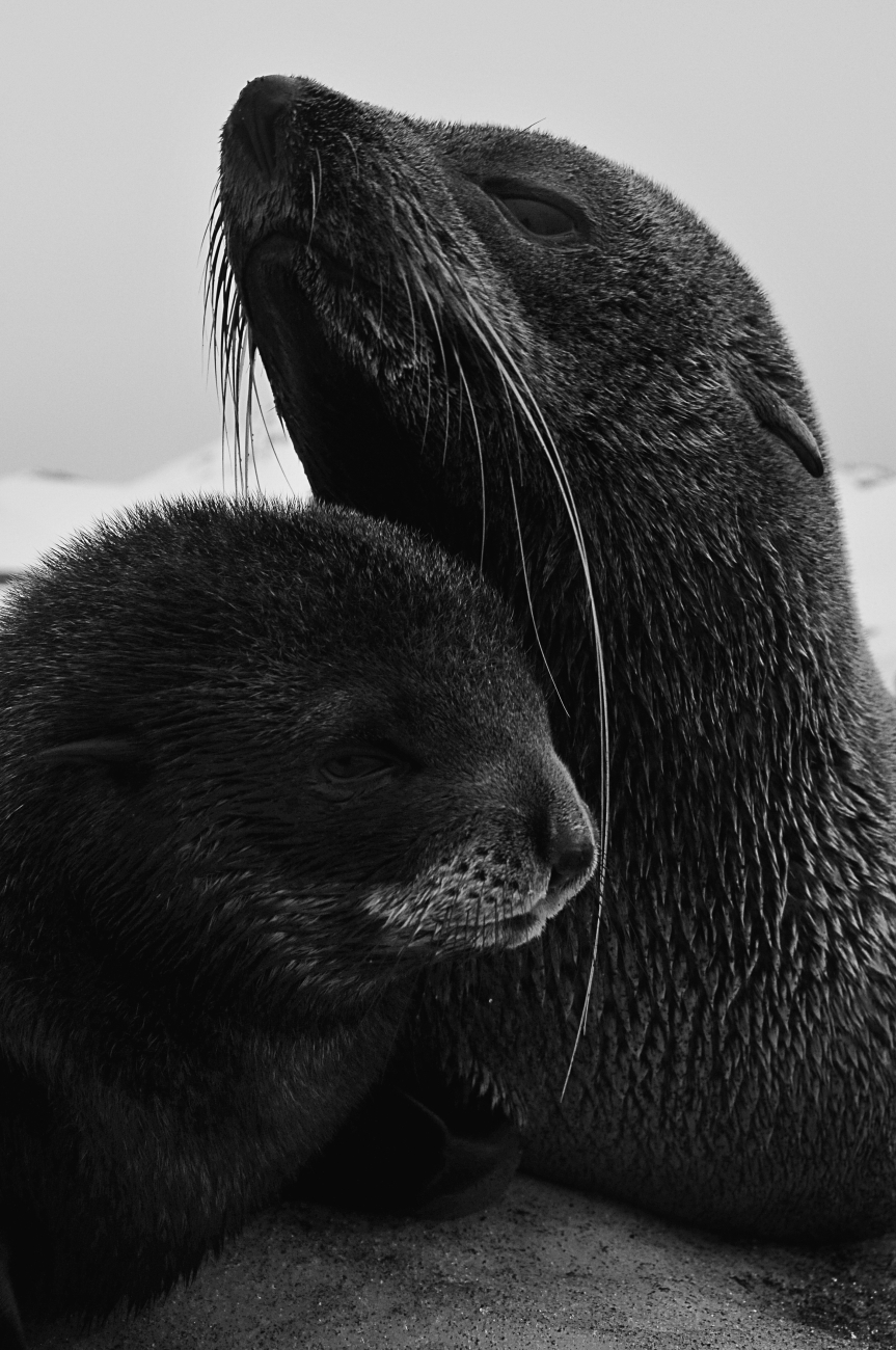 A fur seal and her pup