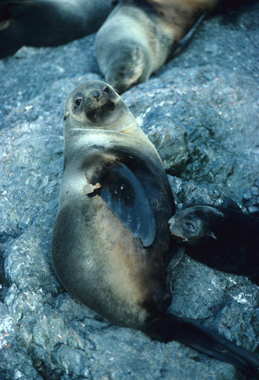 A fur seal mother and nursing pup