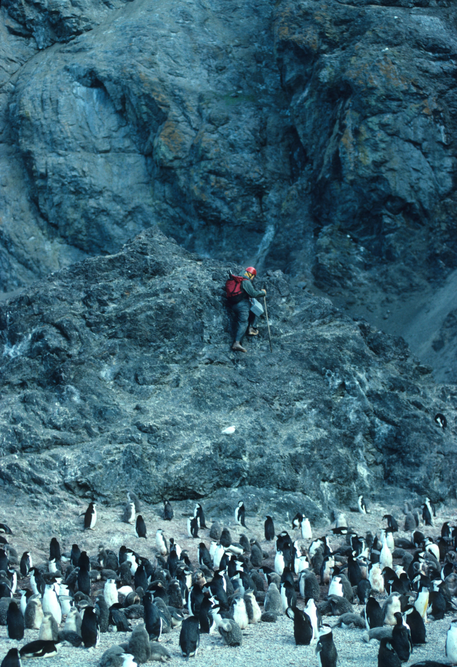 An AMLR biologist seeks a better view at a Seal Island penguin colony