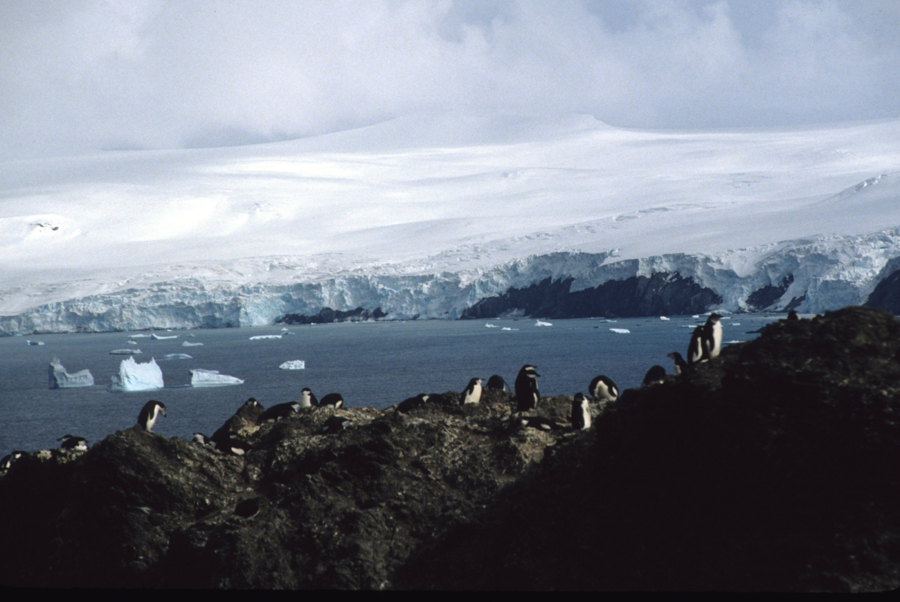 A chinstrap penguin colony near a glacier at Seal Island