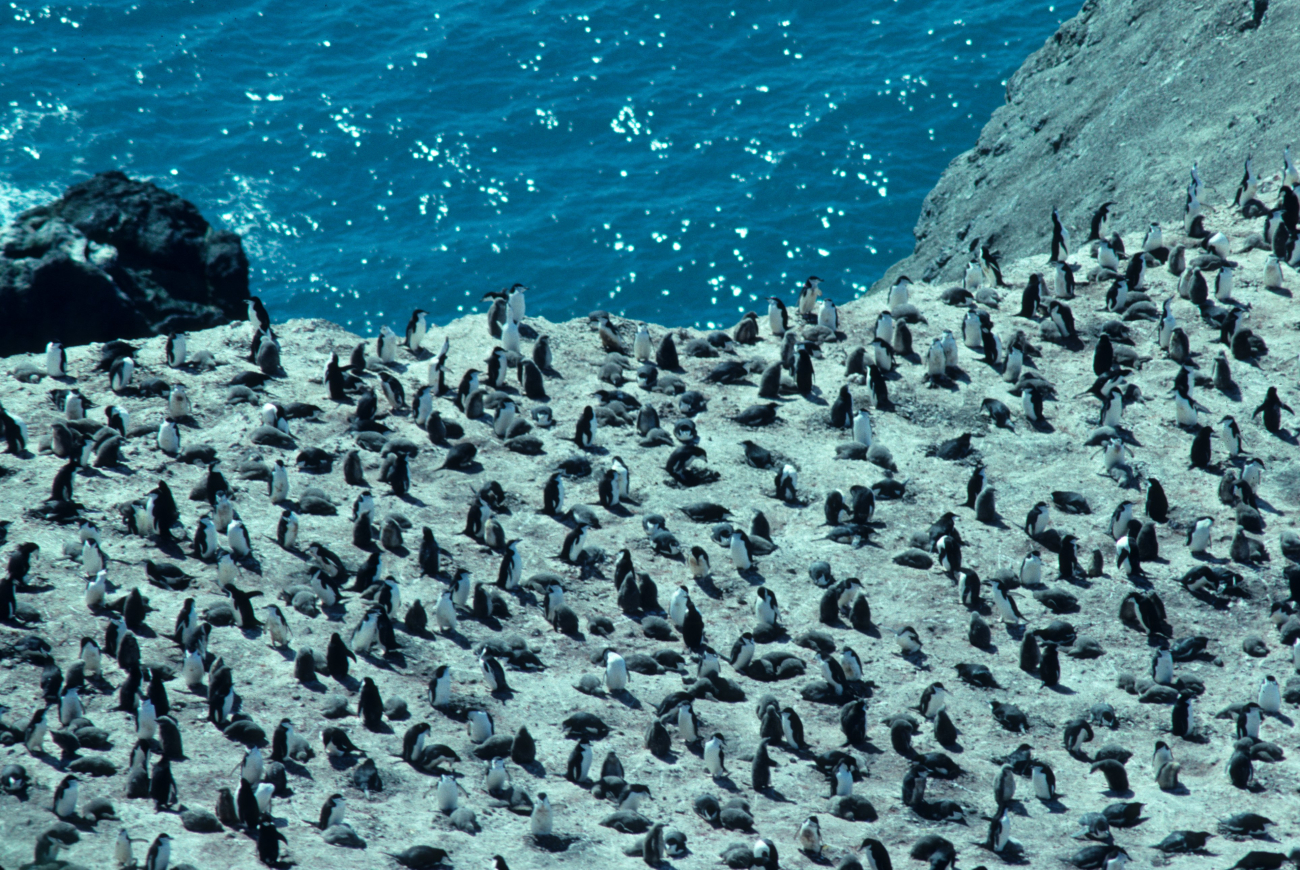 A large chinstrap penguin colony at Seal Island