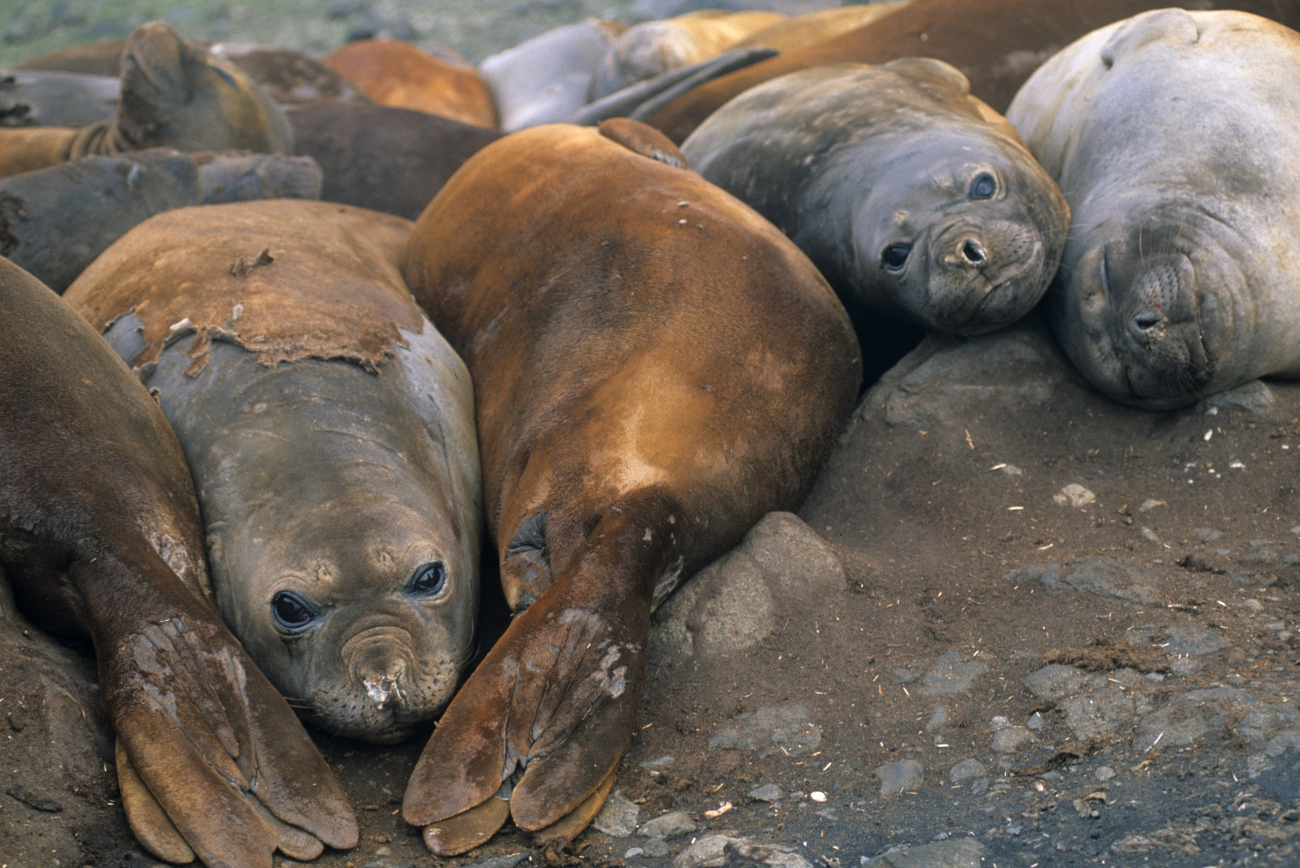 A group of female Southern elephant seals in molt