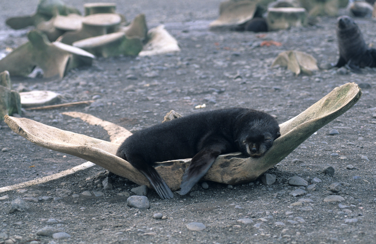 This young fur seal has discovered a comfortable resting spot, in the pelvicbone of a whale