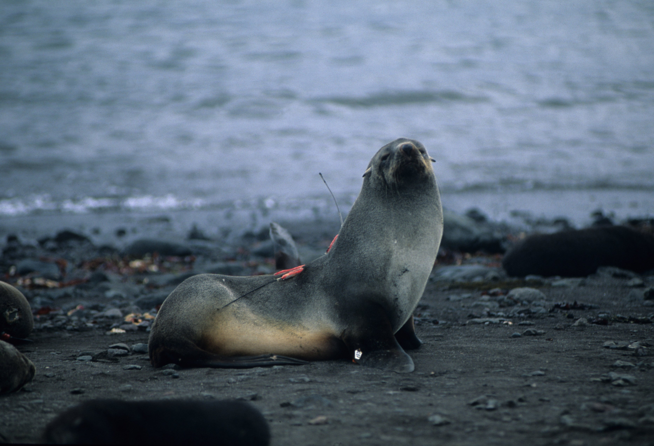 An Antarctic fur seal instrumented with radio and flipper tags