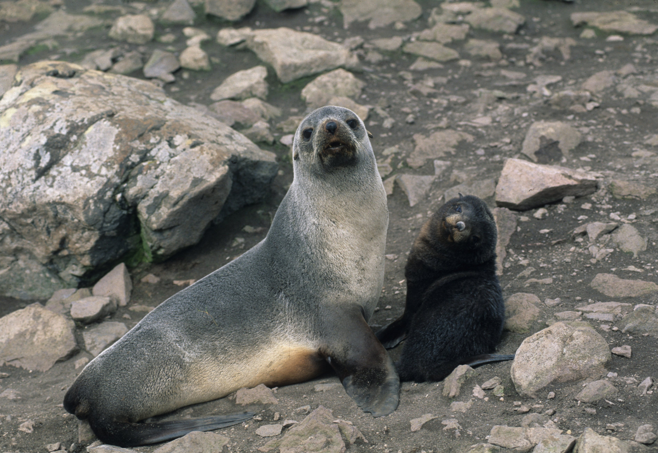 Fur seal mother and pup