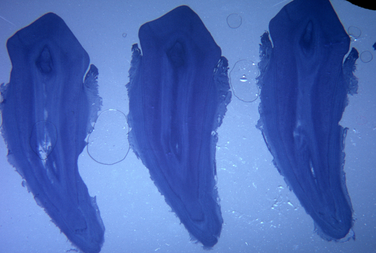 A cross-section of Antarctic fur seal teeth seen under a dissecting microscope