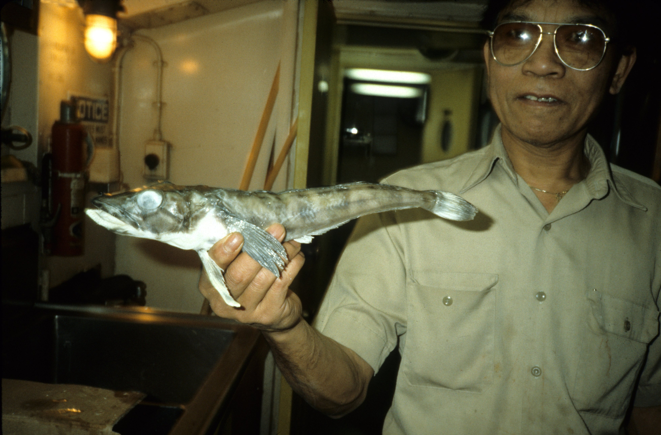 A species of icefish