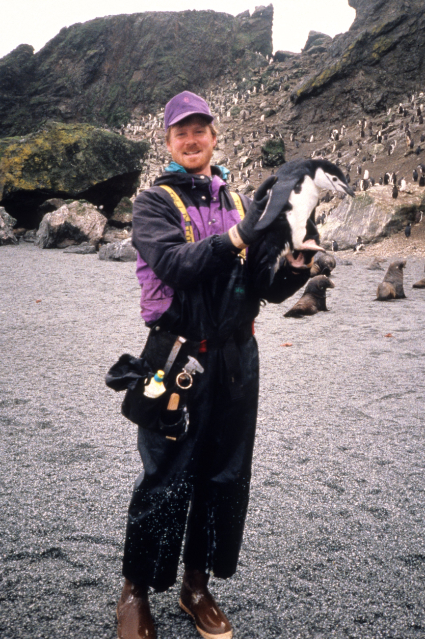 Biologist John Jansen weighs and measures a chinstrap penguin (soon tobe released and set on its way)
