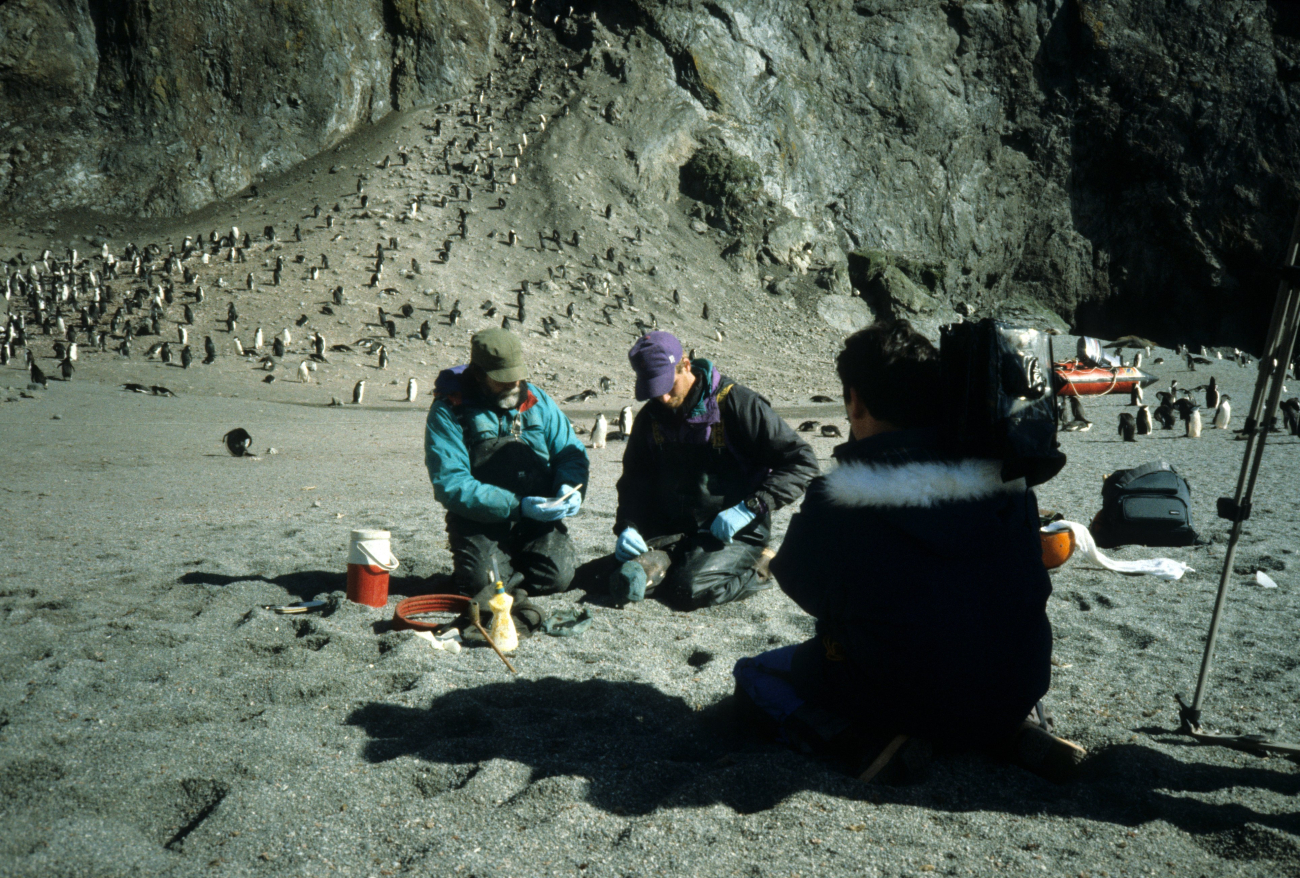 A chinstrap penguin being instrumented with a Time Depth Recorder (TDR)
