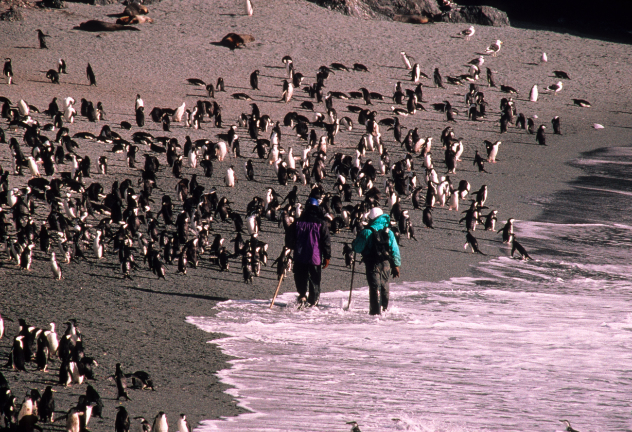 Biologists walk along the outskirts of a penguin at Beaker Bay, Seal Island