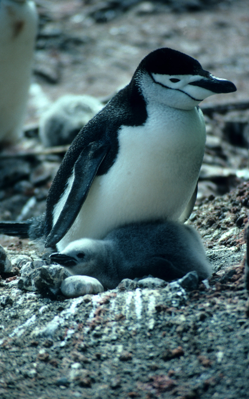 Chinstrap penguin with chick