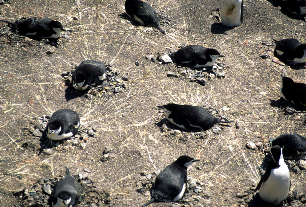Chinstrap penguins on nests