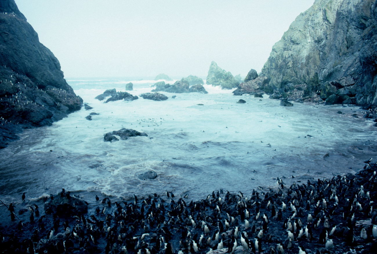 Chinstrap penguins at North Cove, Seal Island