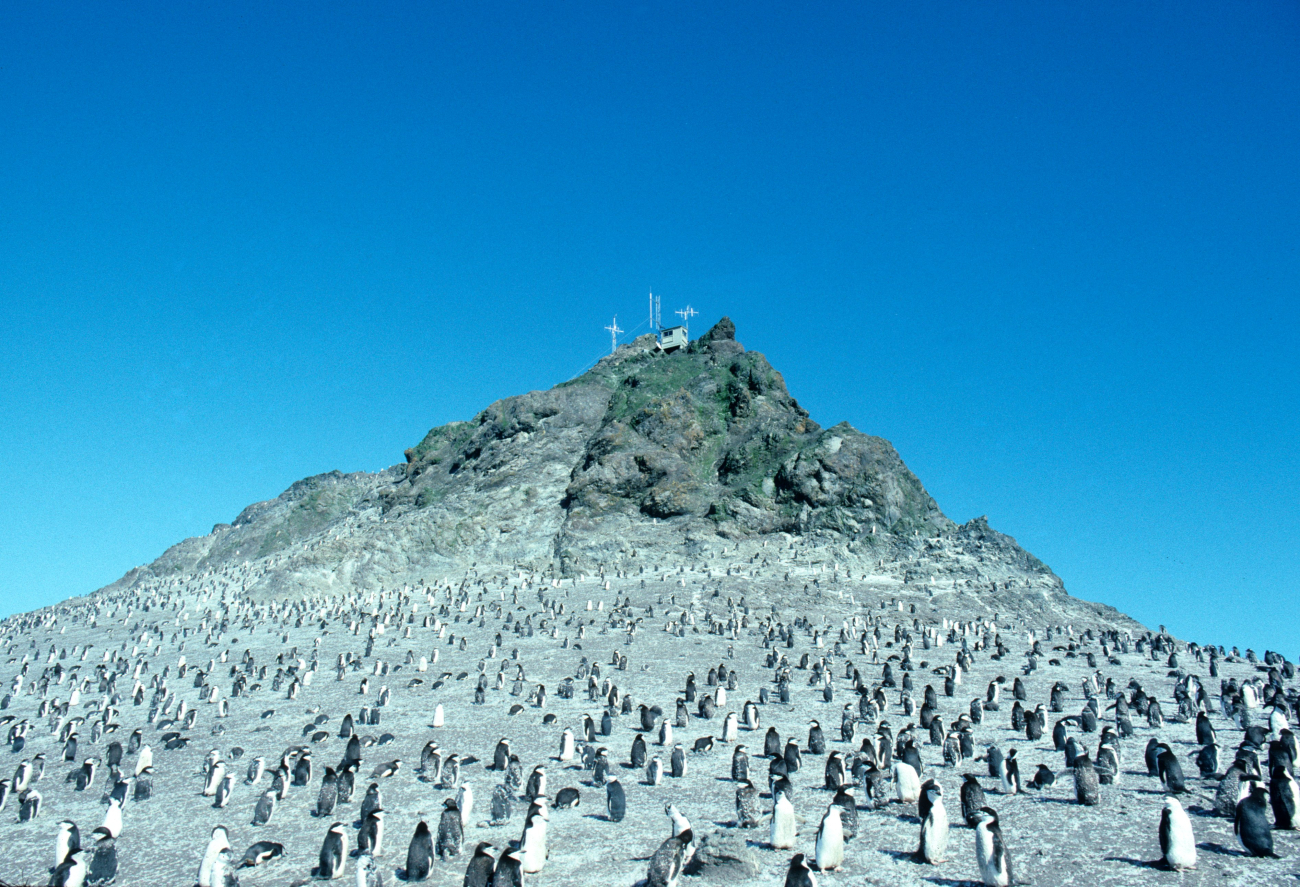 A penguin colony near a weather station, Seal Island
