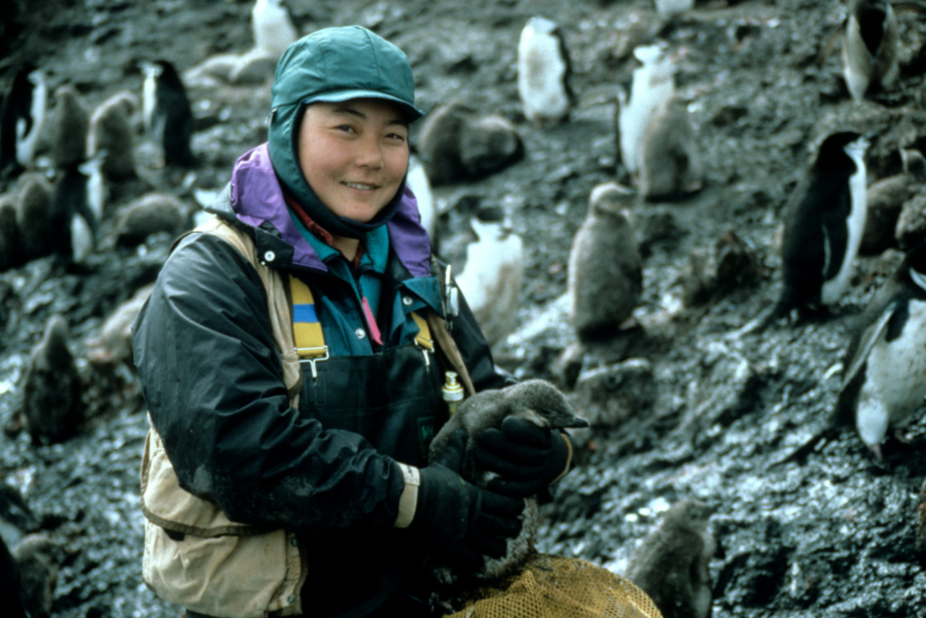 Penguin biologist Lisa Hiruki-Raring preparing to weigh a chinstrap penguin