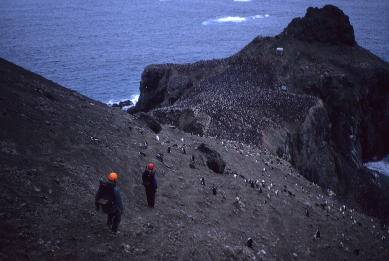 AMLR biologists walk to the bird blind at Seal Island, where they canmonitor penguin behavior without disturbing the penguin colony