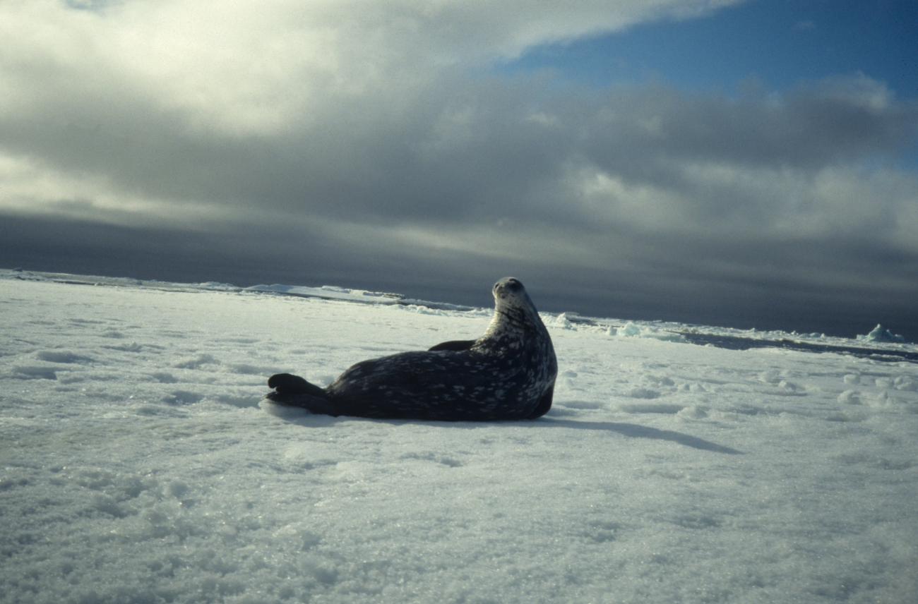 A Weddell seal on the ice