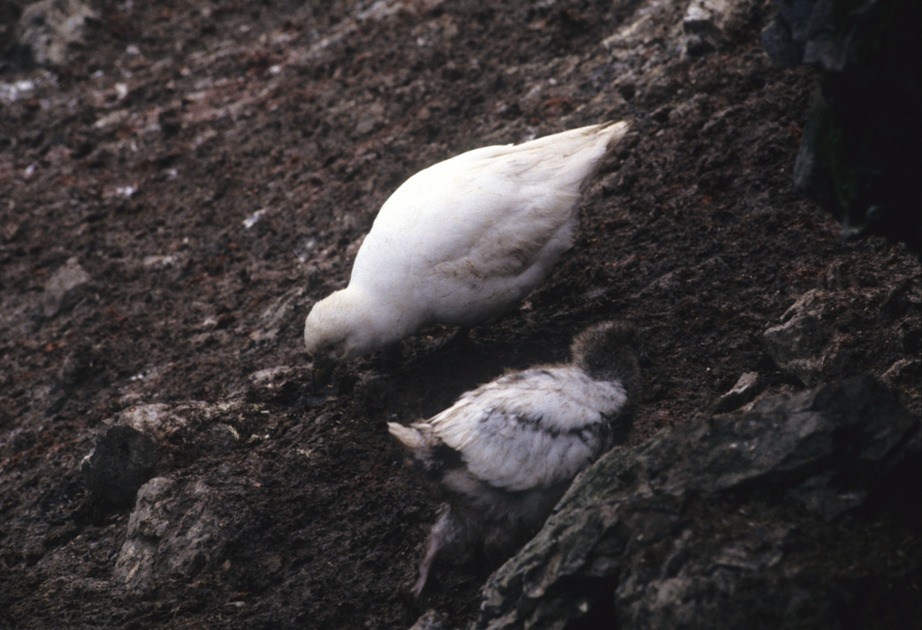 A sheathbill with chick