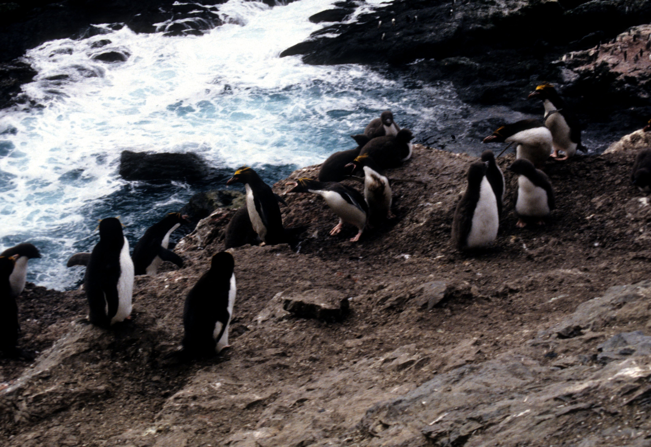 A group of macaroni penguins