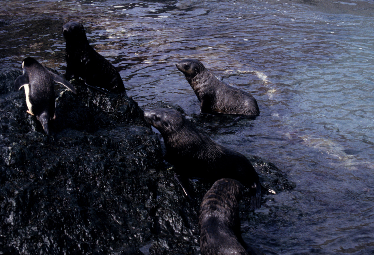 A group of fur seal pups after a swim