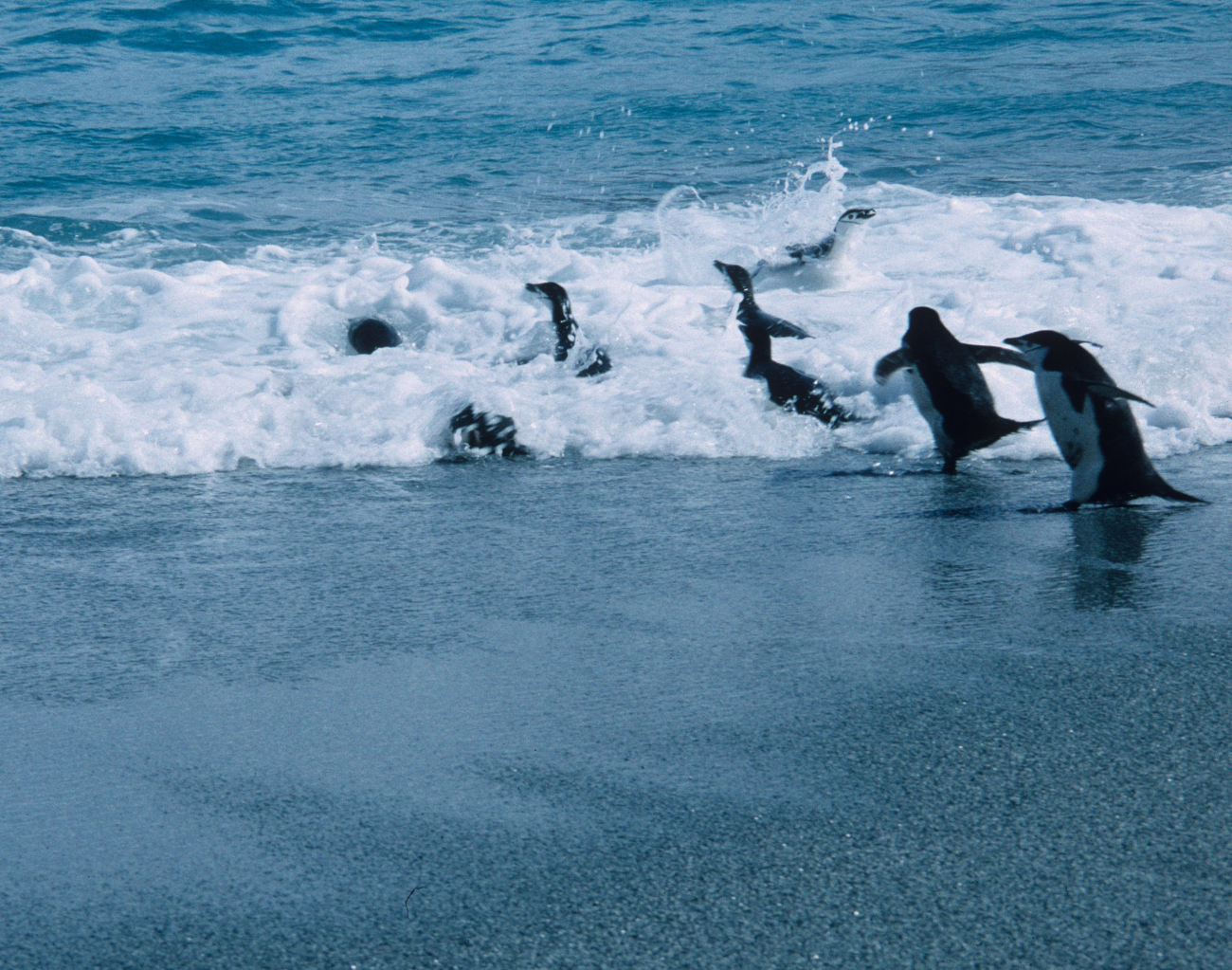 Chinstrap penguins enter the surf on Seal Island