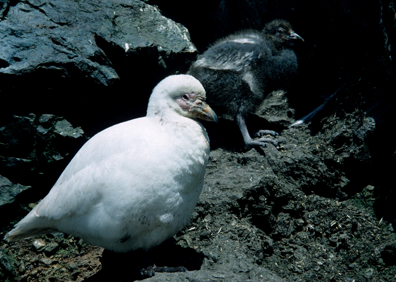 A snowy sheatbill and its chick are seen walking amidst the rocks