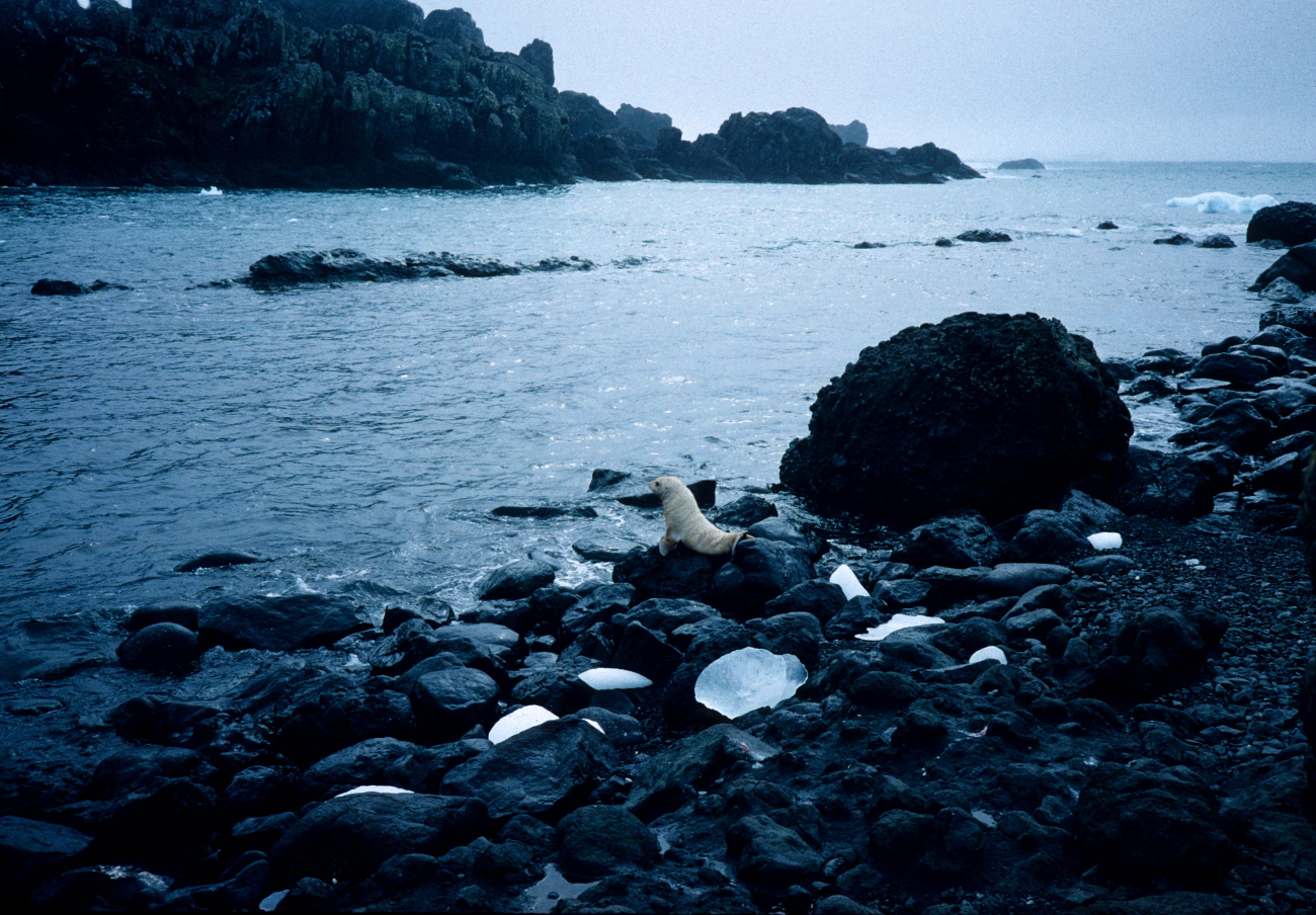 A rare blonde color morph of the Antarctic fur seal