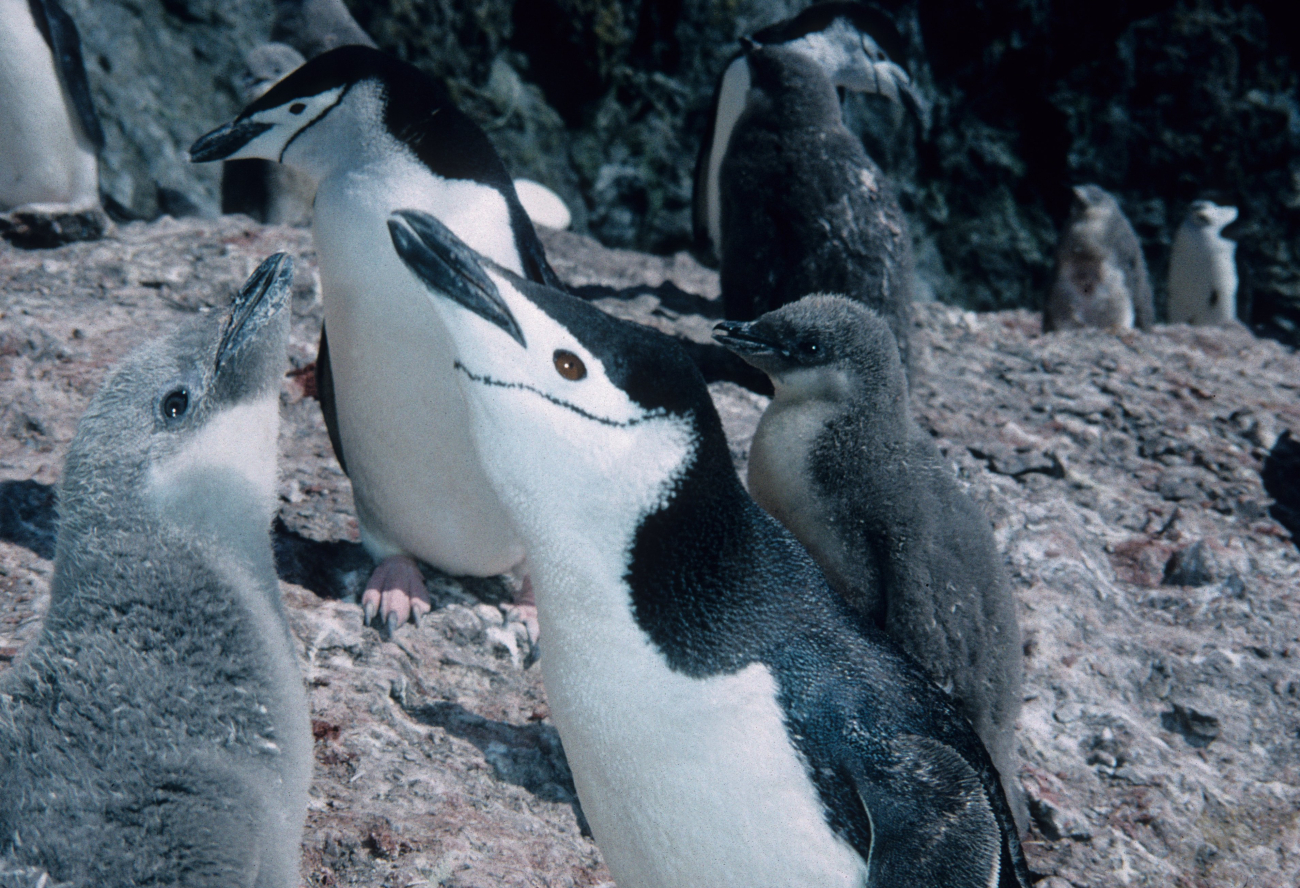 An adult chinstrap penguin with chicks