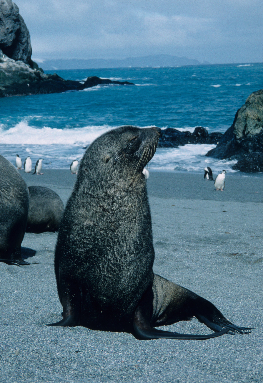 A young Antarctic fur seal
