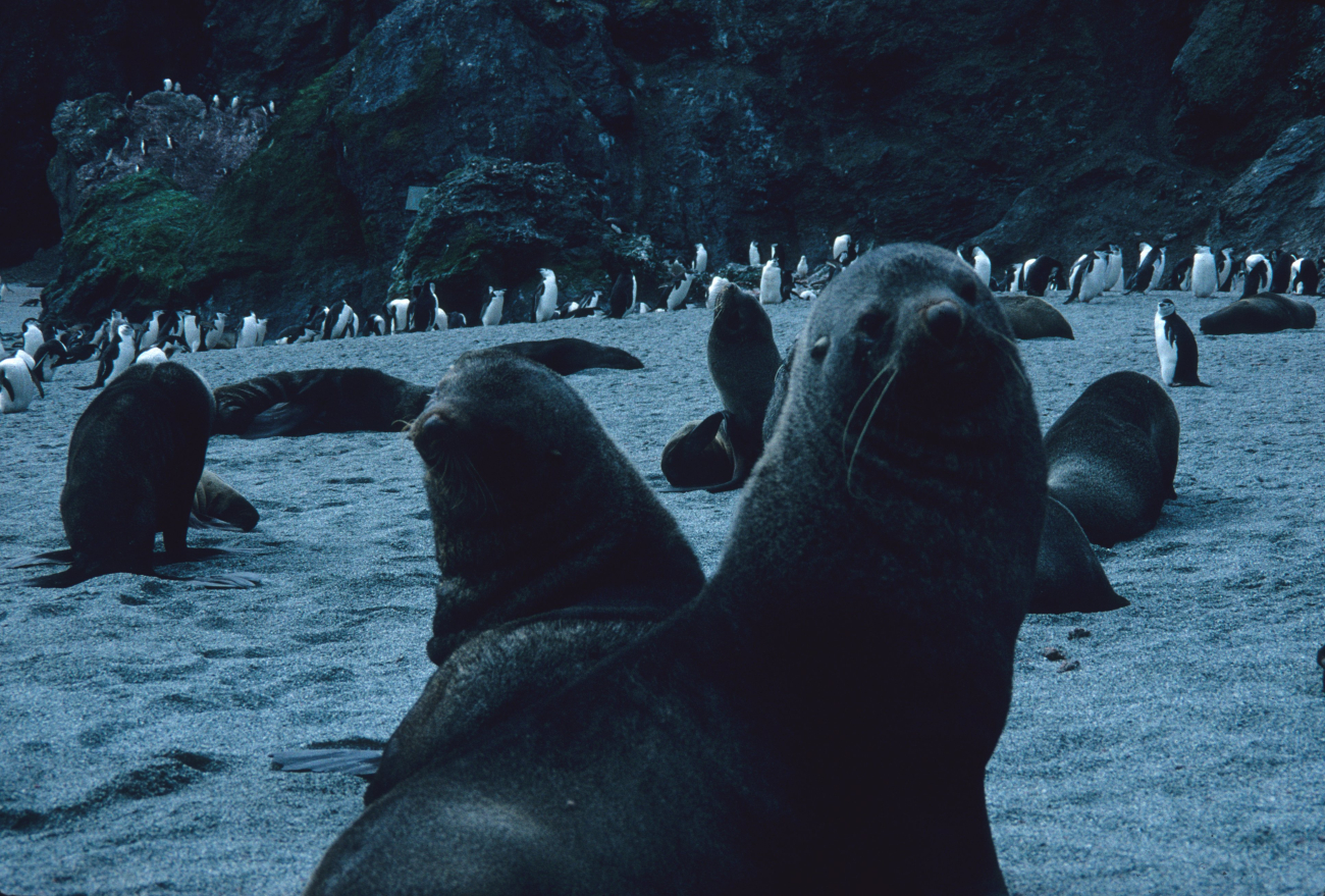Antarctic fur seals and chinstrap penguins on a beach at Seal Island