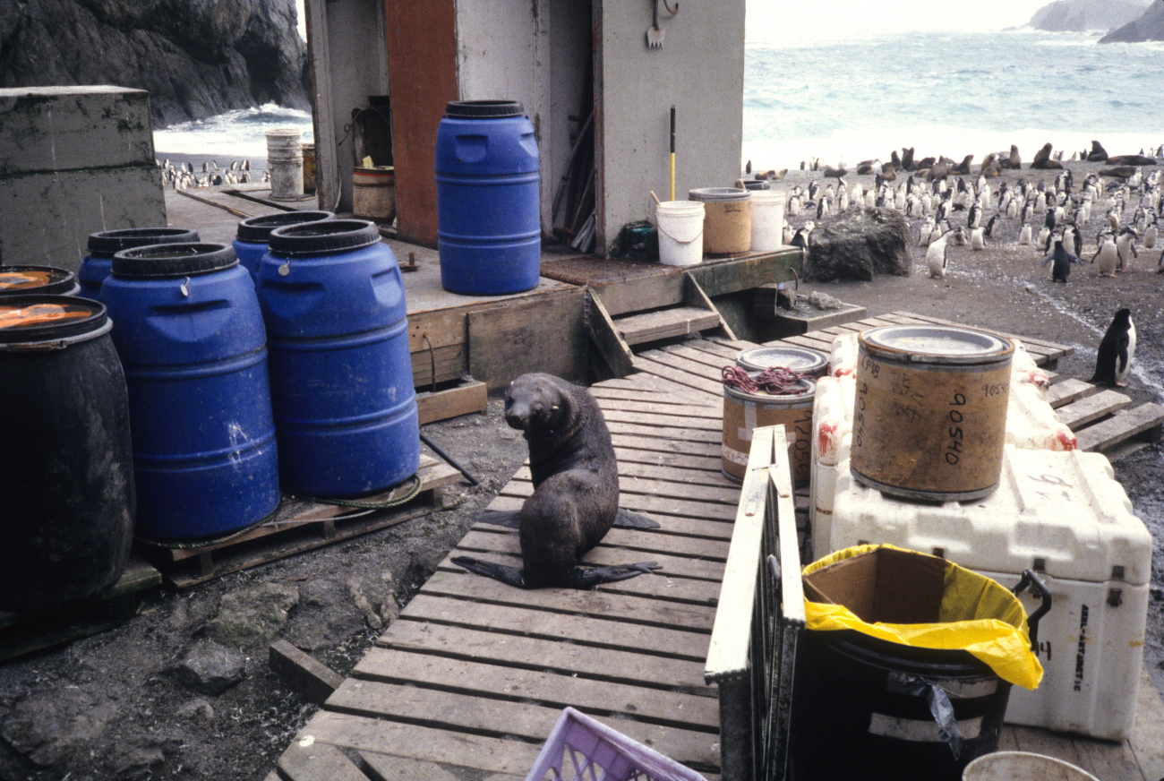 A young Antarctic fur seal explores  the AMLR field station at Seal Island