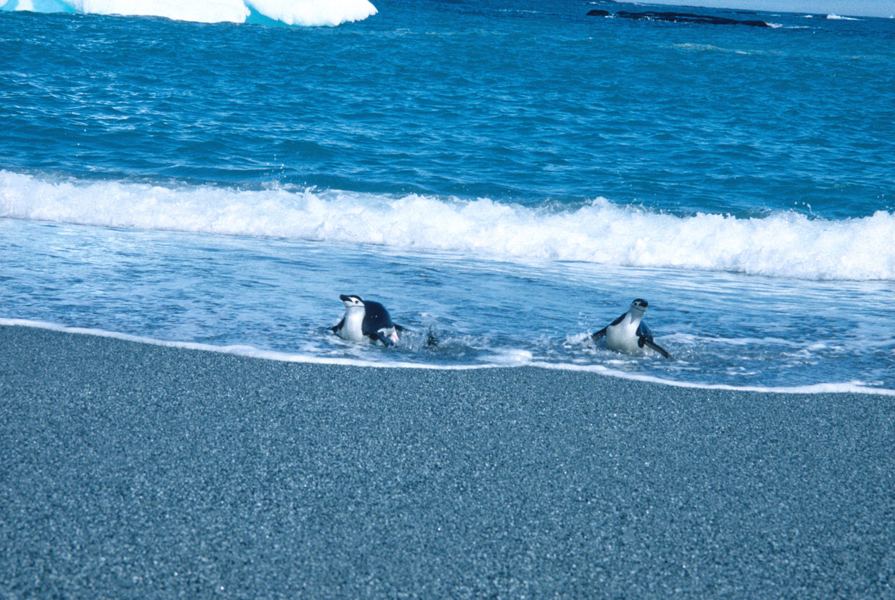 Two chinstrap penguins in the surf at Seal Island