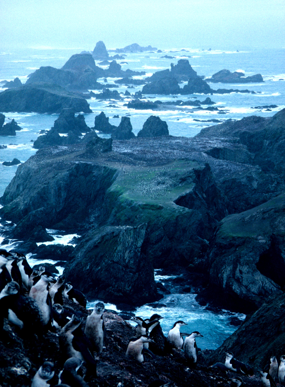 Overlooking a penguin colony on the rocky coast of Seal Island