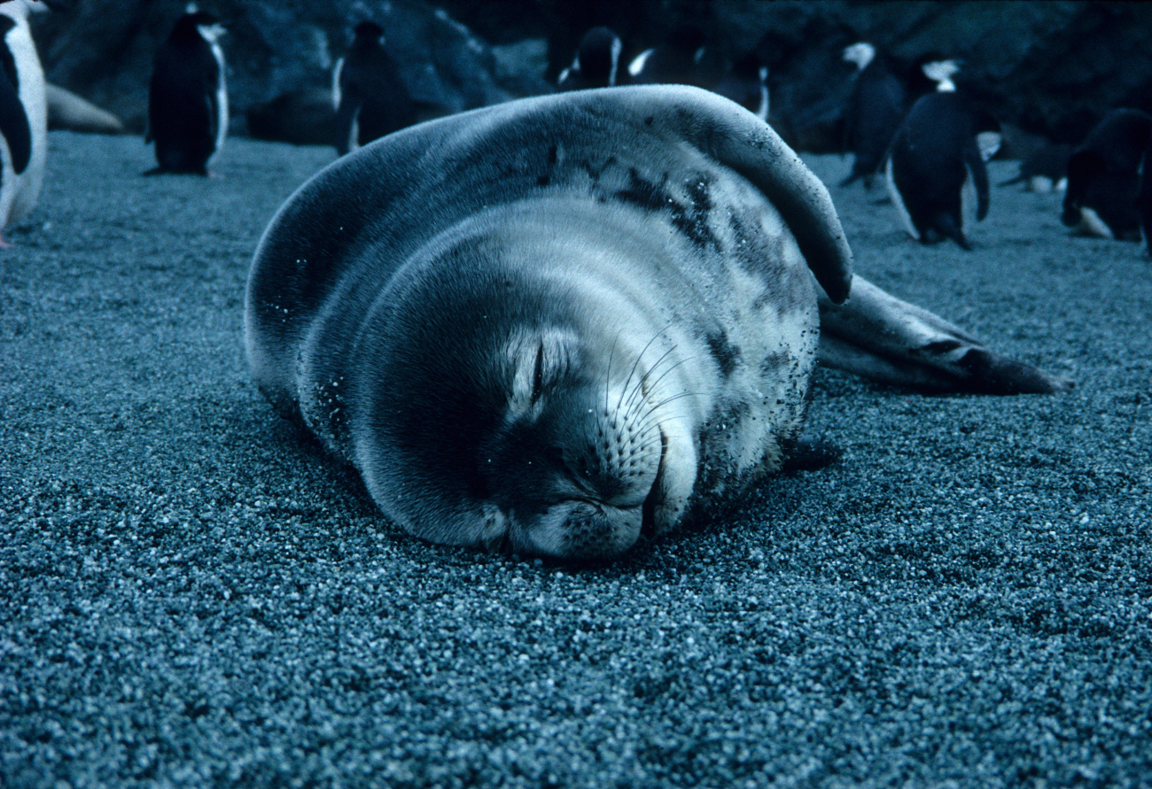 A resting crabeater seal at Seal Island