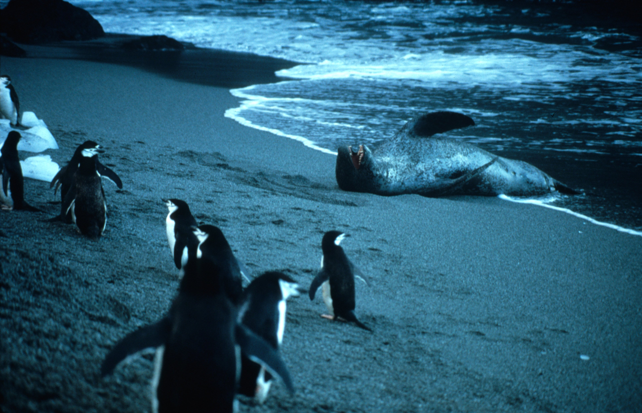 A group of chinstrap penguins on the alert near a leopard seal