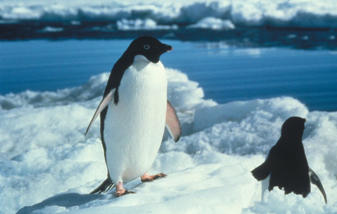 The Adelie penguins hop over ice and snow in the early breeding season