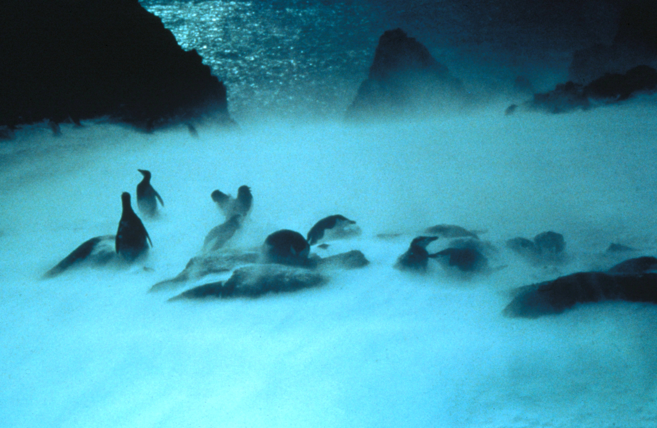 Hardy chinstrap penguins weathering an Antarctic storm