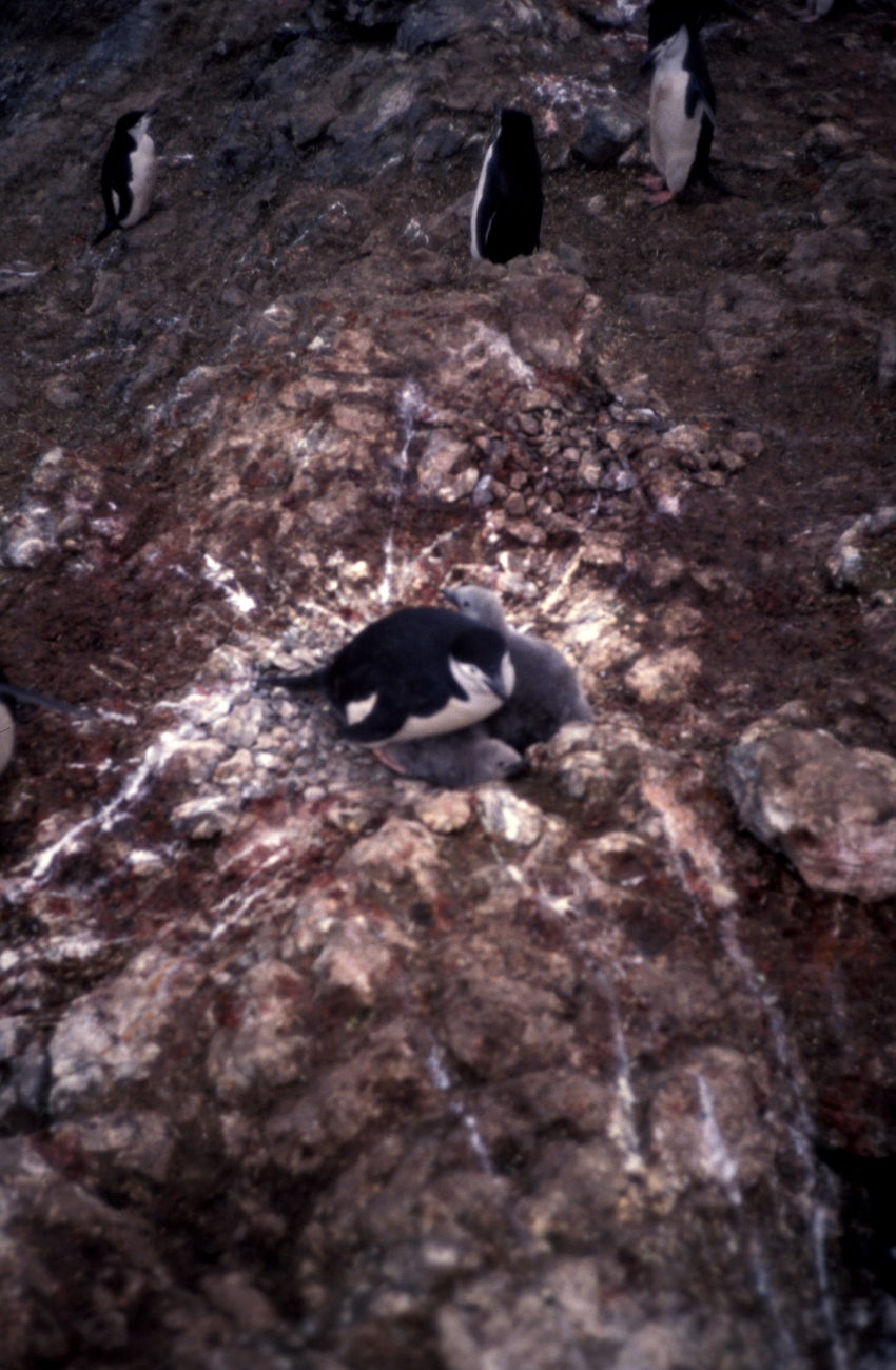Chinstrap penguin on a nest, with chicks