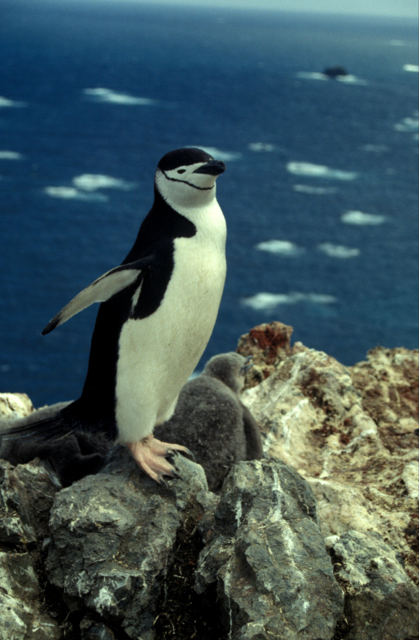 An adult chinstrap penguin, Seal Island
