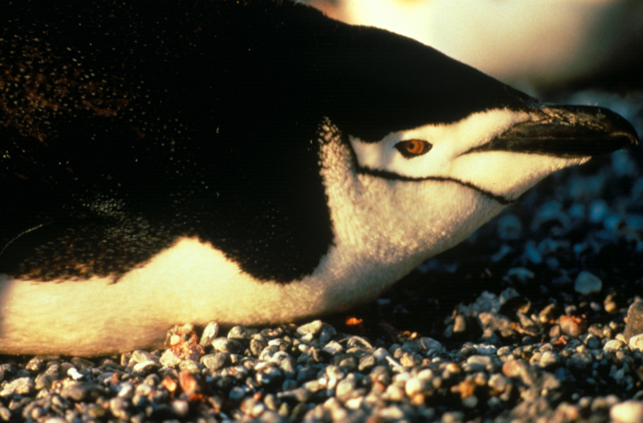 Closeup of a chinstrap penguin