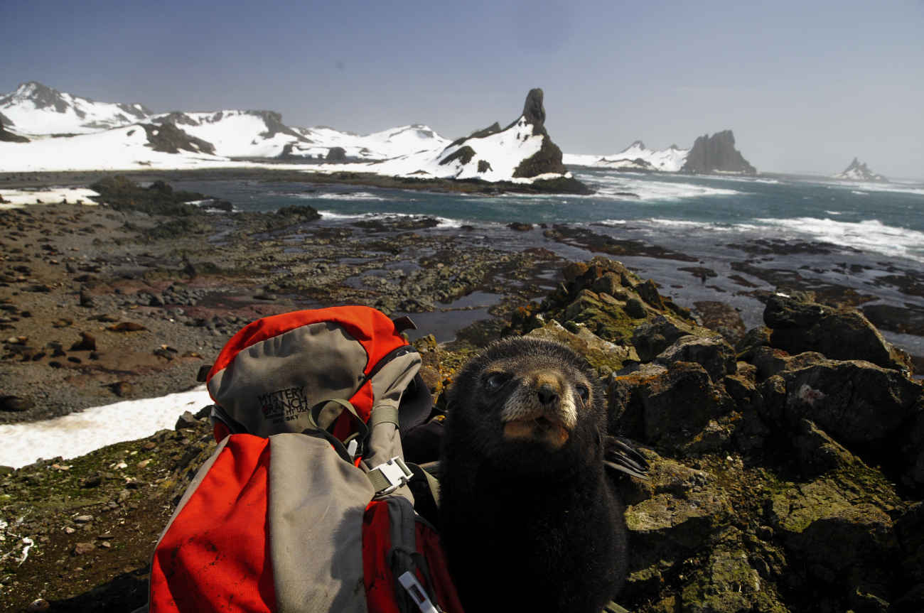 Antarctic fur seal pup with a backpack