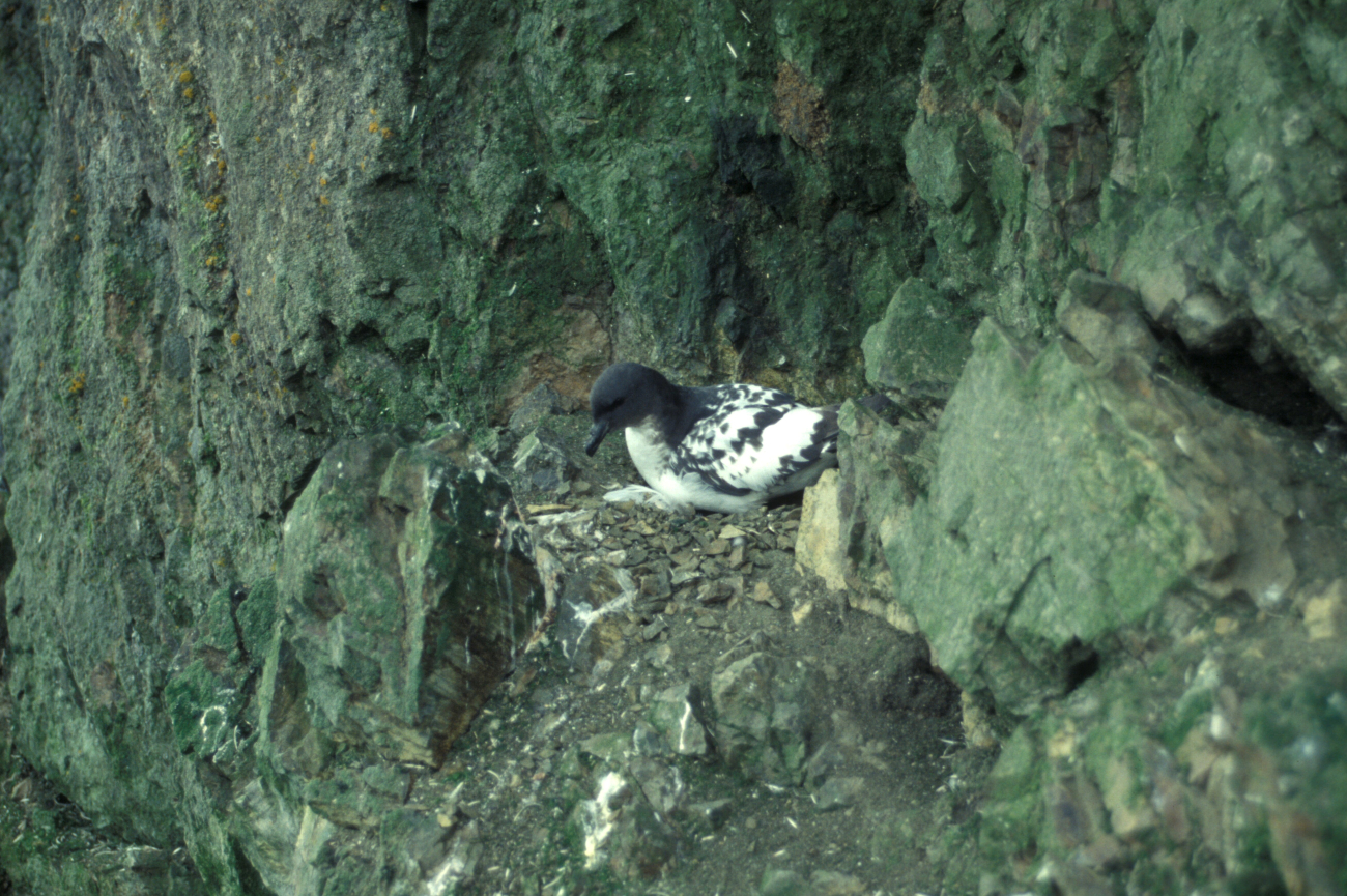 A cape petrel sits on its nest on a cliff face on Seal Island