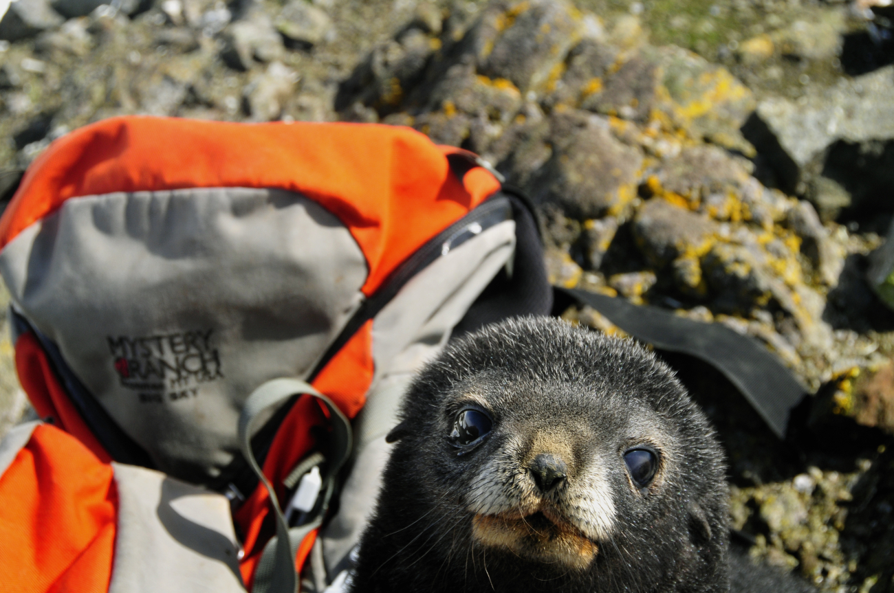 Closeup of an Antarctic fur seal pup with a backpack