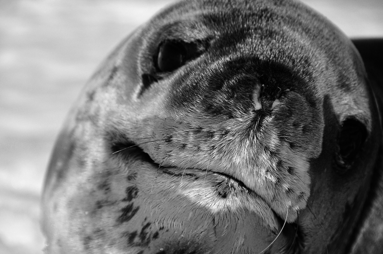 A close up of a leopard seal