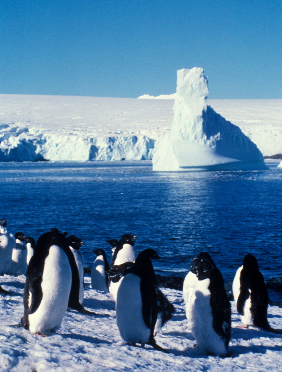 Adelie penguins, South Shetland Islands
