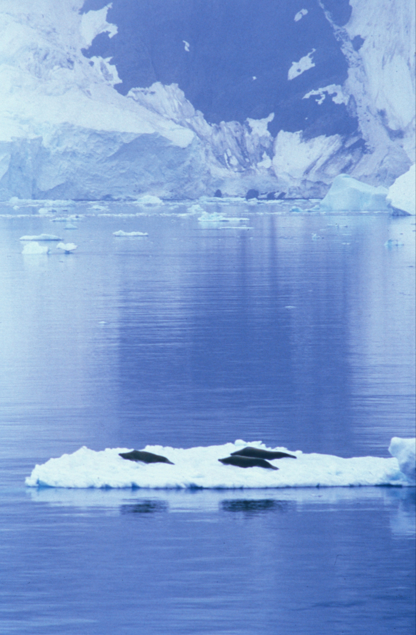 Seals resting on an ice floe, South Shetland Islands