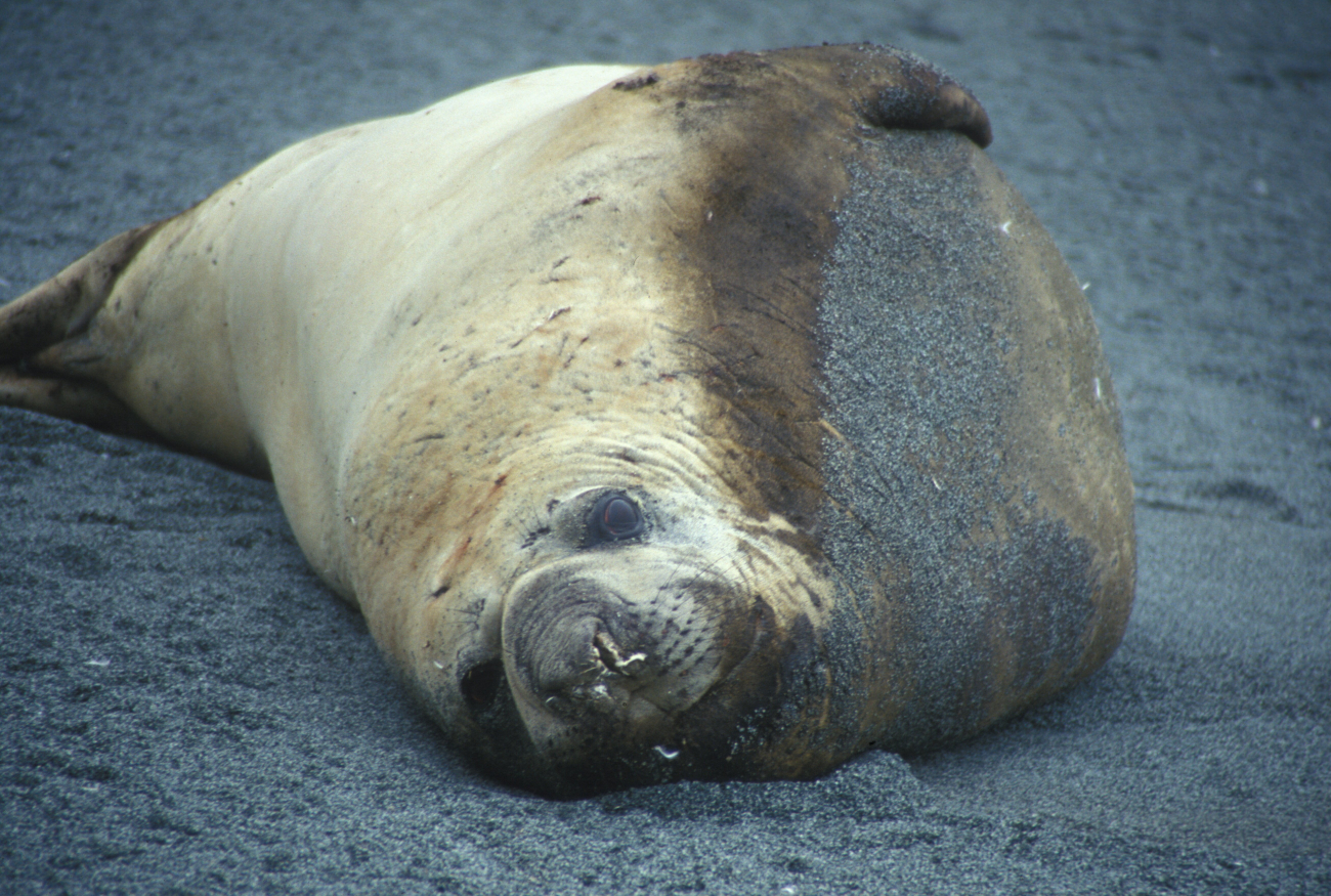 Southern elephant seal resting on a beach at Seal Island, South Shetland Islands