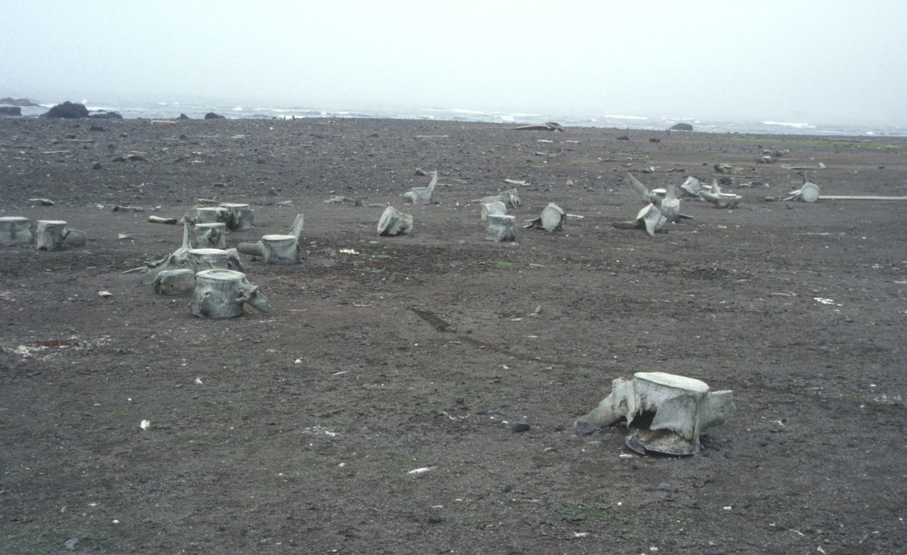 Whale bones are scattered on the beaches around Cape Shirreff fieldstation