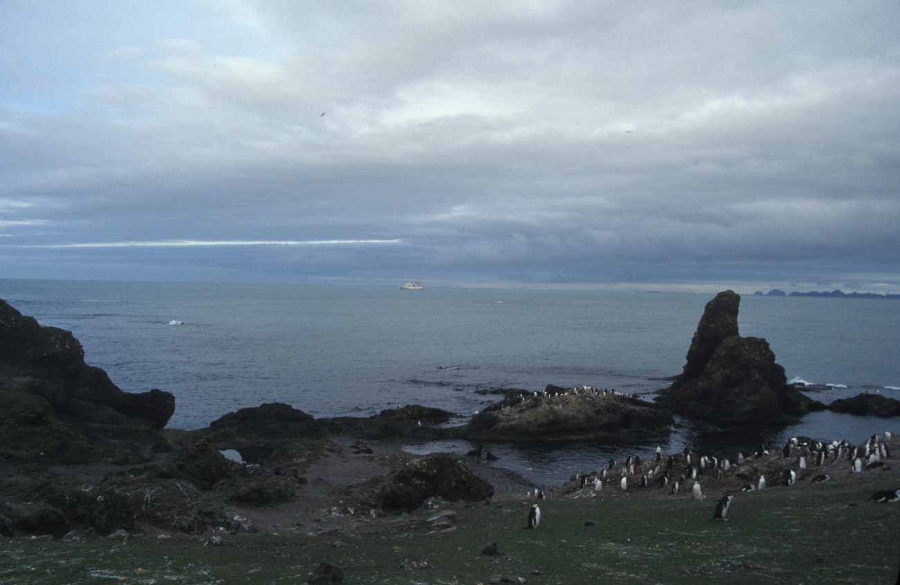Chinstrap penguins at Cape Shireff, Livingston Island