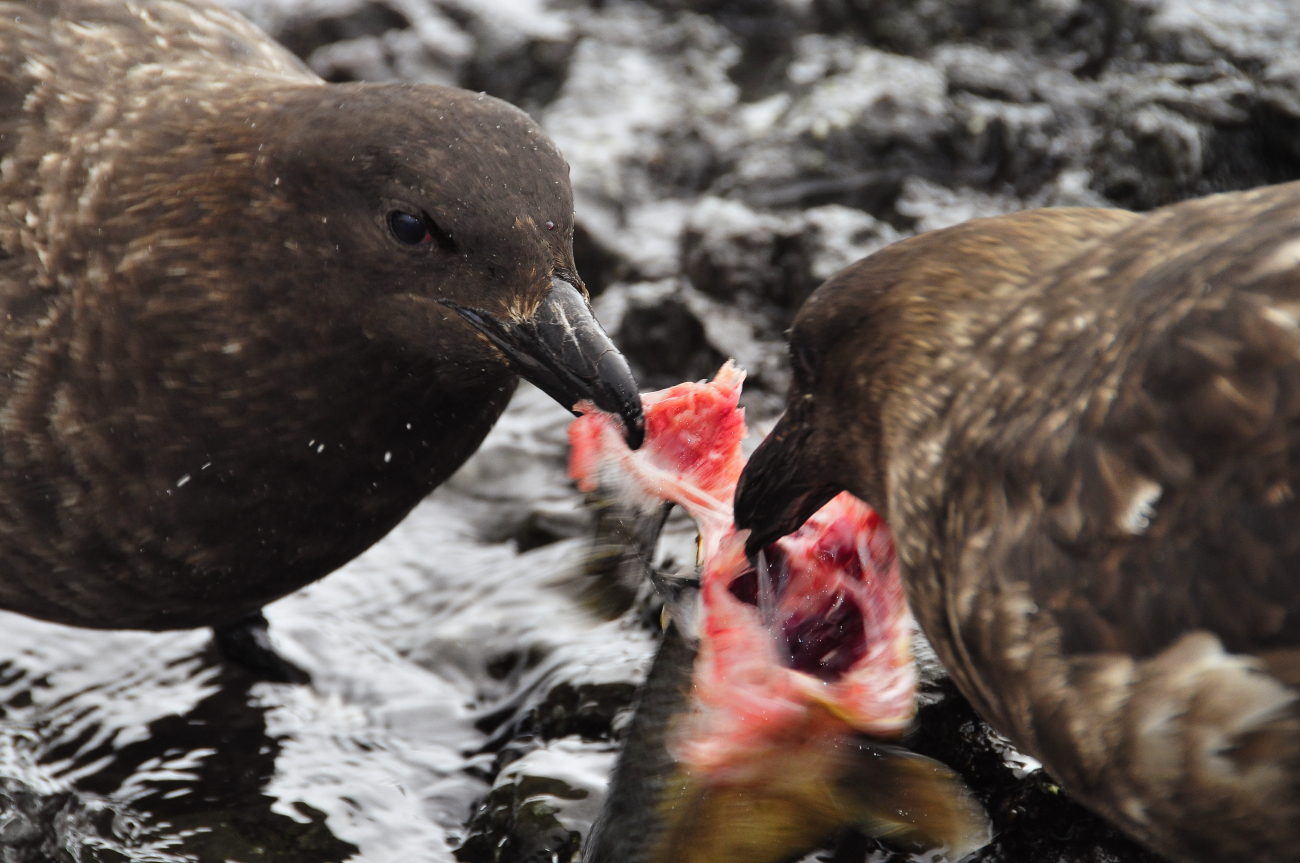 Two south polar brown skuas fight over the remains of an Antarctic finfish